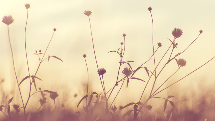 fleurs-sepia-champs-pompes-funebres